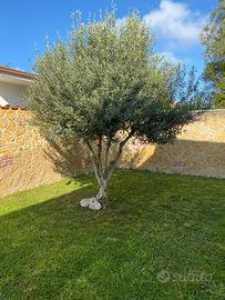 Albero di Ulivo 150€