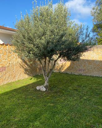 Albero di Ulivo 150€
