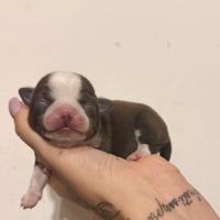 Chihuahua color cioccolato pedigree Enci