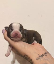 Chihuahua color cioccolato pedigree Enci