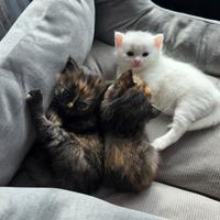 British Shorthair X Angora Turco