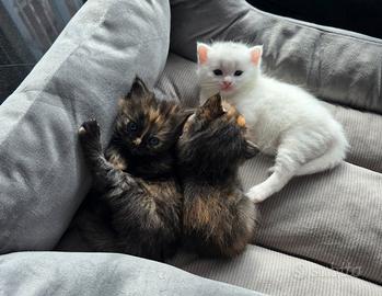 British Shorthair X Angora Turco