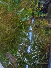 piante acquario