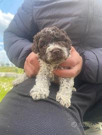 Cucciola Lagotto Romagnolo pura pedigree ROI test