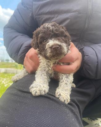 Cucciola Lagotto Romagnolo pura pedigree ROI test