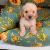 Barboncino toy maschio