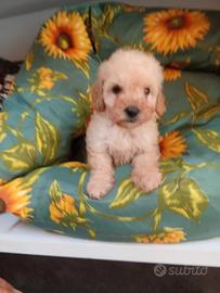 Barboncino toy maschio