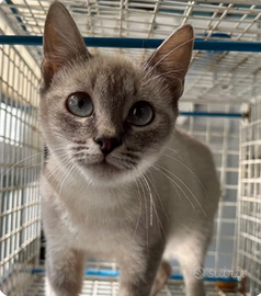 femmina siamese grigia  - 6 mesi