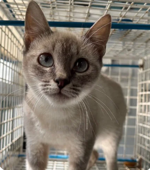 femmina siamese grigia  - 6 mesi