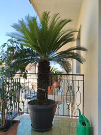Cycas revoluta piu di 60 anni