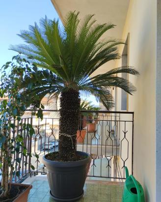Cycas revoluta piu di 60 anni