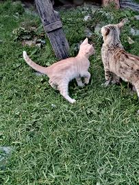 gattine 