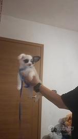 2 cuccioli di chihuhua  maschi,pelo lungo e corto 
