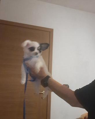2 cuccioli di chihuhua  maschi,pelo lungo e corto 