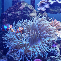 Anemone verde punte arancioni bellissim