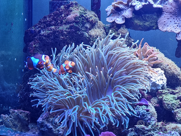 Anemone verde punte arancioni bellissim