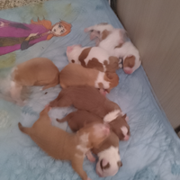 Cani pittbul Red nose