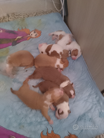 Cani pittbul Red nose