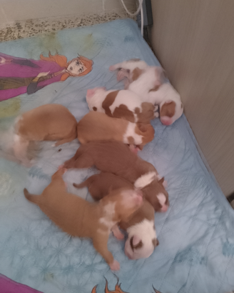 Cani pittbul Red nose