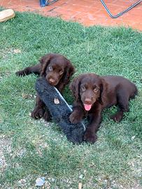Cuccioli di cocker - femmine ?
