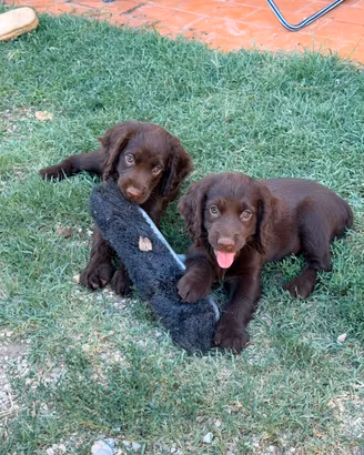 Cuccioli di cocker - femmine ?