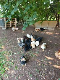 Galline Concicina Nana