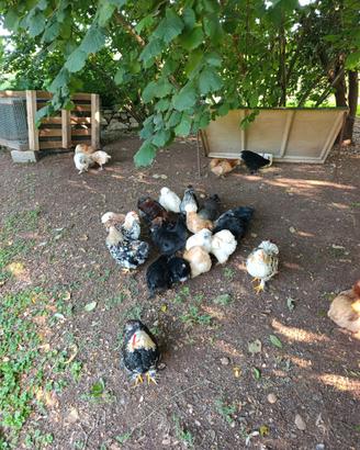 Galline Concicina Nana
