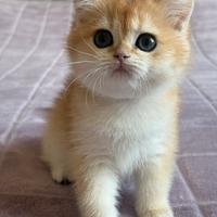 British shorthair black golden ny12