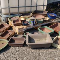 VASI DA BONSAI STOCK
