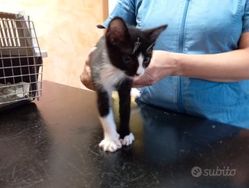 Affido gattino bianco e nero al più presto