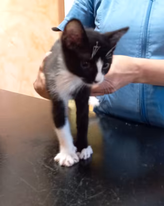 Affido gattino bianco e nero al più presto