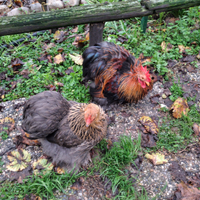 Disponibili coppie di cocincina nana