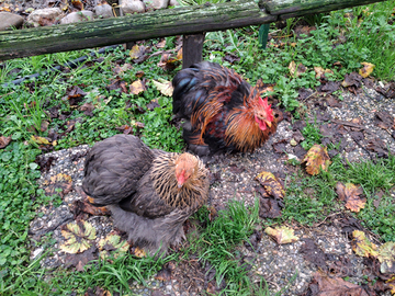 Disponibili coppie di cocincina nana