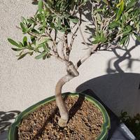 bonsai olivo
