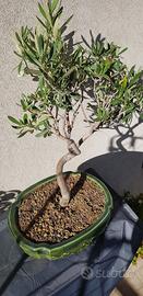 bonsai olivo