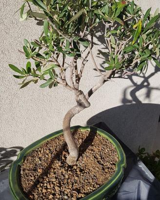 bonsai olivo