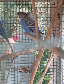 2 maschi cocorite hargoromo