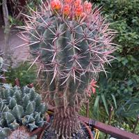 FEROCACTUS in vaso di terracotta