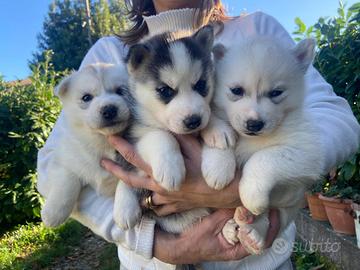 Siberian Husky