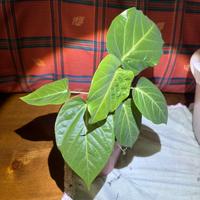 Pianta di granadilla