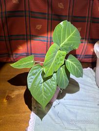 Pianta di granadilla