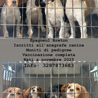 Epagneul breton