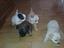 Immagine 2