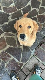Golden retriver