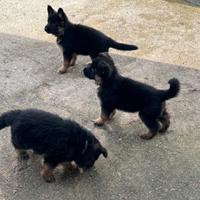 Cuccioli di Pastore tedesco
