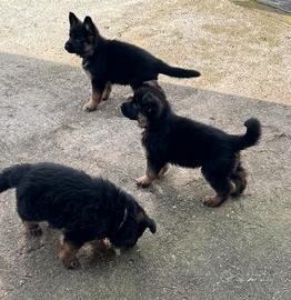 Cuccioli di Pastore tedesco