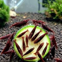 Neocaridine Bloody Mary Dark