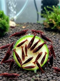 Neocaridine Bloody Mary Dark