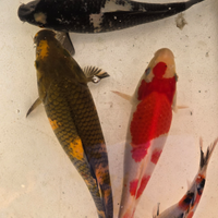 Carpe koi laghetto acquario