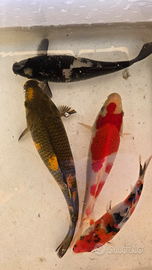 Carpe koi laghetto acquario